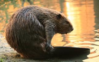River beaver.  Beaver huts and dams.  Common or Eurasian or river beaver Animal type of beaver